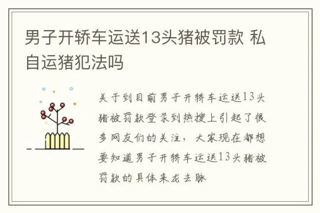 男子开轿车运送13头猪被罚款 私自运猪犯法吗