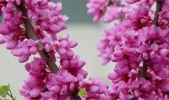 紫荆花的花语是什么（紫荆花的花语）