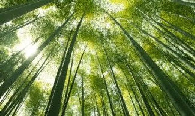 竹的象征意义是什么 竹的象征意义是什么(简单