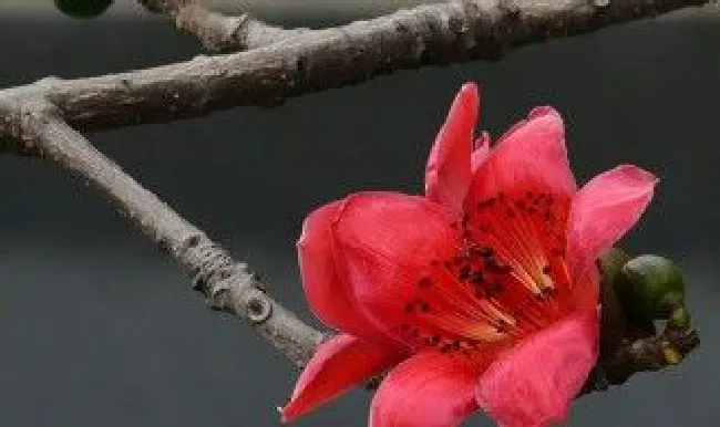 木棉花象征什么意义（木棉花寓意是什么）