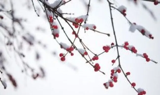 小雪节气精美说说句子文艺范（小雪节气的说说唯美大全）