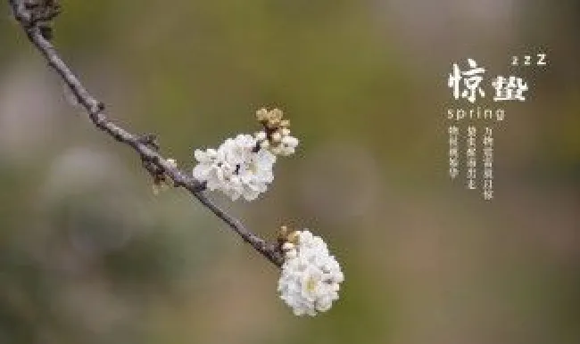 2022年惊蛰日子好不好 2022年惊蛰是哪天