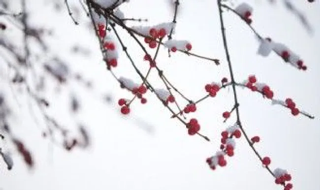 四九天朋友圈怎么发（三九天发的朋友圈）
