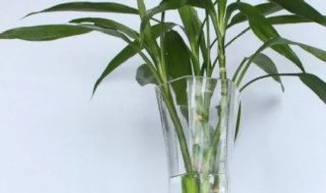 富贵竹有什么寓意吗 富贵竹象征着什么