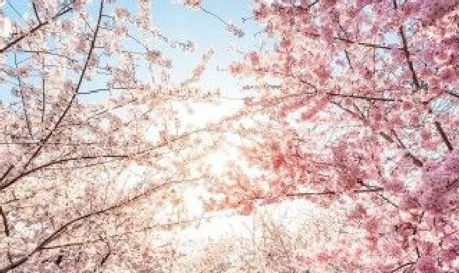 周公解梦梦到樱花是什么意思（女人梦见樱花预示什么）