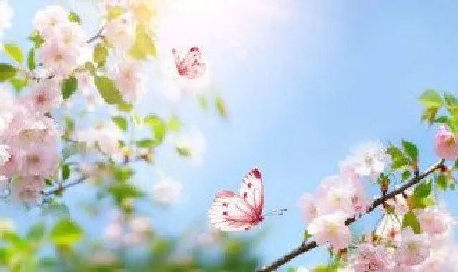 春天的短句唯美（春天的优美短句）