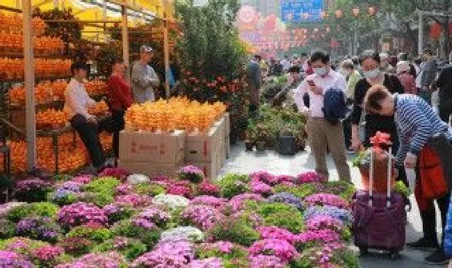 金虎开花预示着什么（金虎多长时间开花）