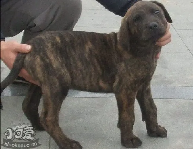 普罗特猎犬怎么养（普罗特猎犬饲养方法）