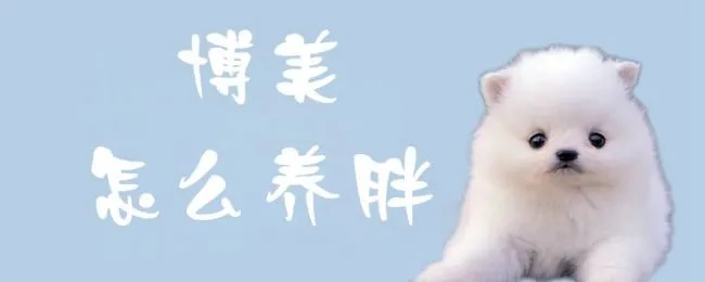 博美怎么养胖