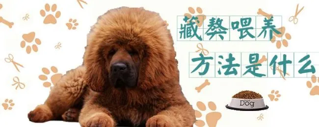 藏獒喂养方法是什么