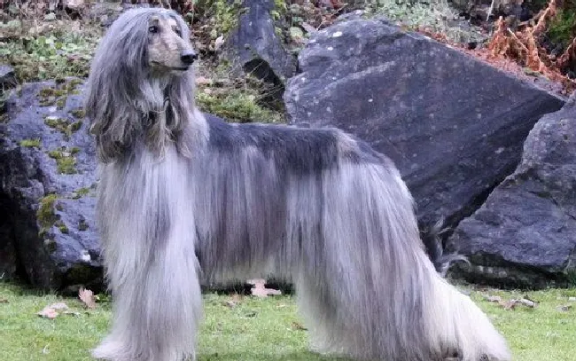 阿富汗猎犬怎么养（阿富汗猎犬养殖方法分享）