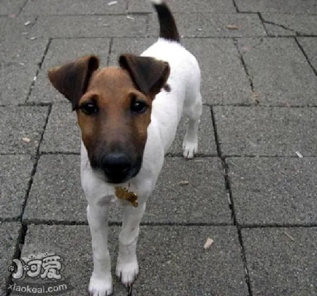 短毛猎狐梗怎么美容（短毛猎狐梗美容方法）
