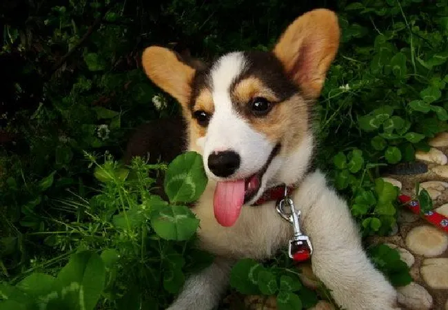 柯基犬怎么养（柯基犬饲养方法）
