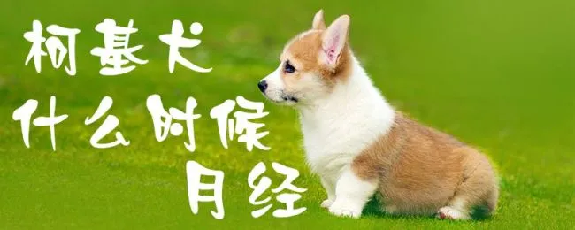 柯基犬什么时候月经