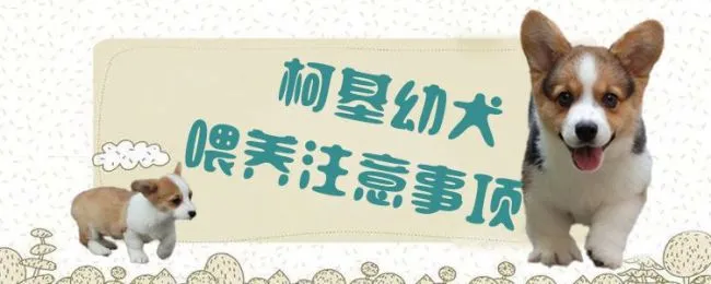 柯基幼犬喂养注意事项