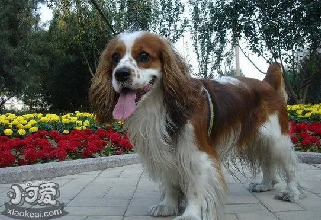 骑士查理王小猎犬牙齿怎么清洁护理方法