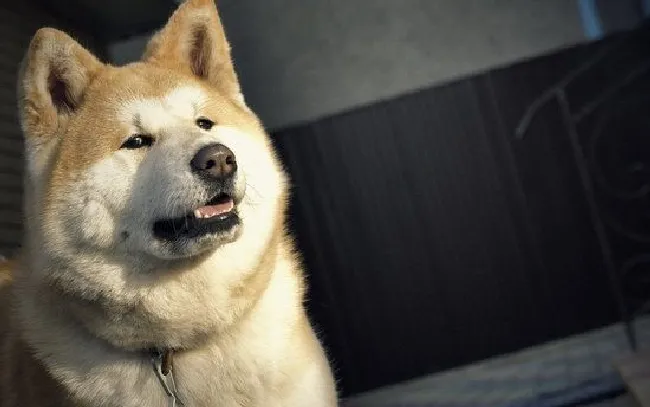 秋田犬怎么养（秋田犬饲养方法）