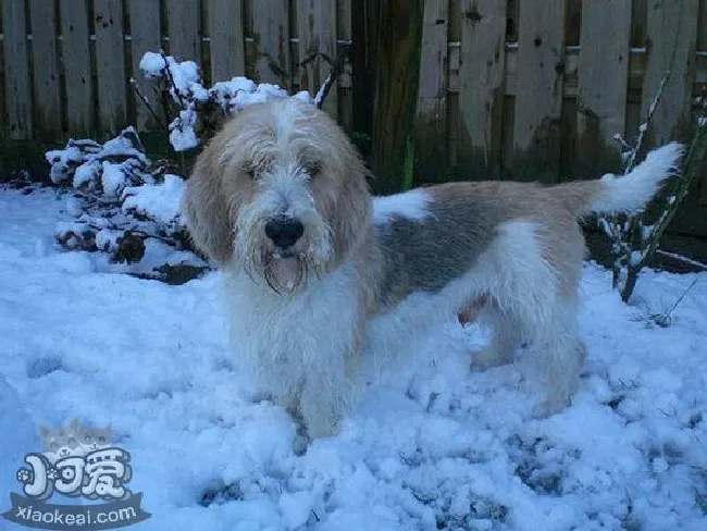 迷你贝吉格里芬凡丁犬耳朵清洁护理方法