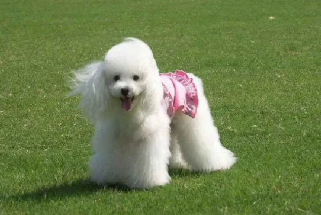 贵宾犬怎么养（贵宾犬饲养方法）