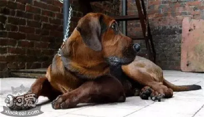 普罗特猎犬指甲剪出血处理方法