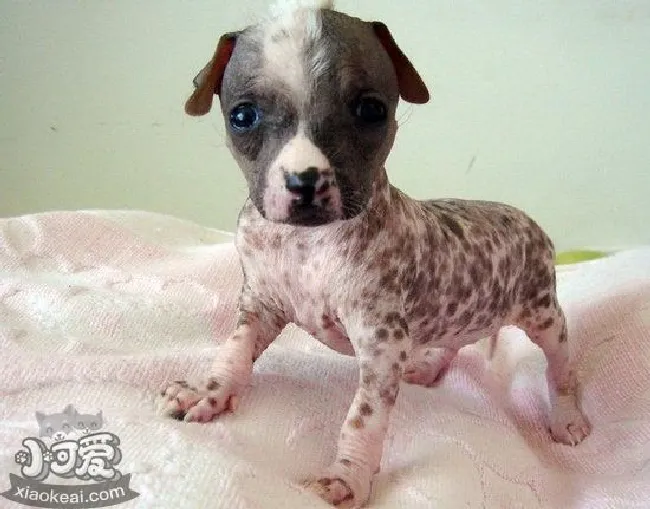 冠毛犬耳朵怎么清理(中国冠毛犬耳朵清理方法)