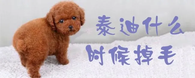 泰迪什么时候掉毛