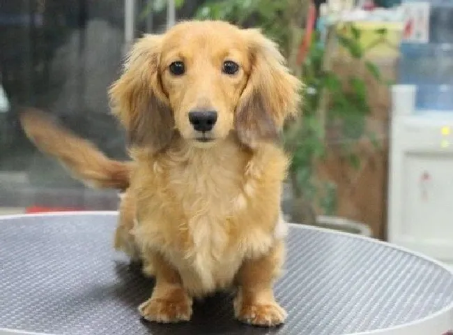 狗狗掉毛怎么处理（狗狗掉毛处理方法）
