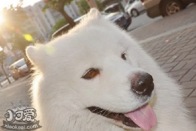 萨摩耶幼犬怎么养（萨摩耶幼犬喂养方法及注意事项）