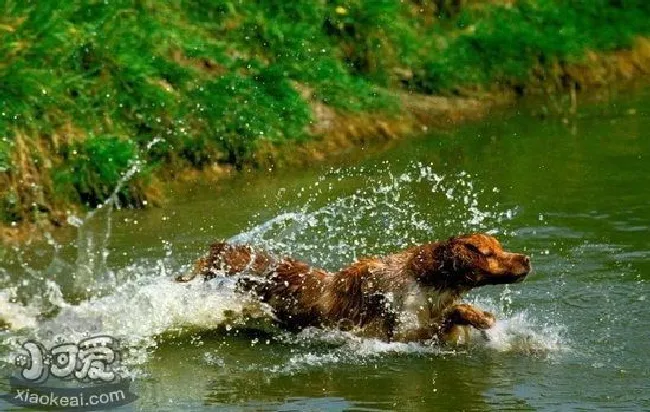 布列塔尼犬怎么养（布列塔尼犬饲养方法）