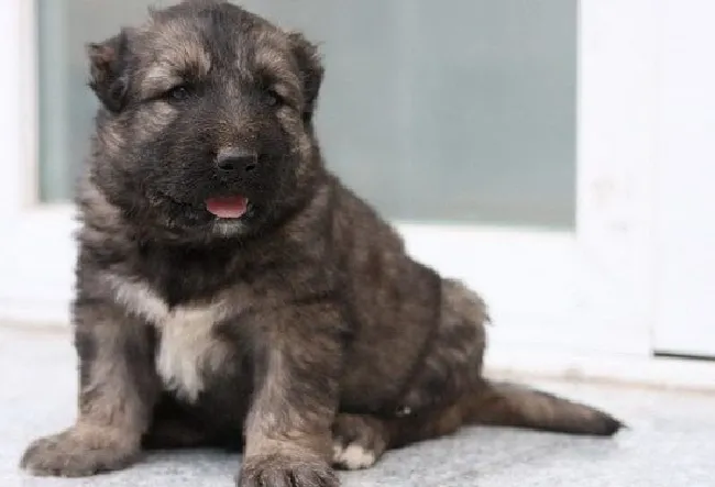 高加索犬怎么养（高加索犬饲养方法）