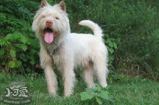 下司犬怎么养（下司犬饲养方法）