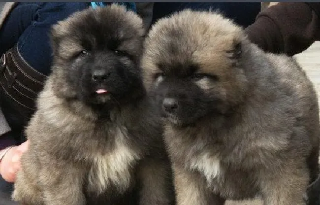 高加索犬怎么养（高加索犬饲养方法）