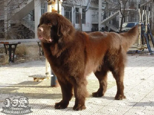 纽芬兰犬怎么洗澡（纽芬兰犬洗澡步骤）