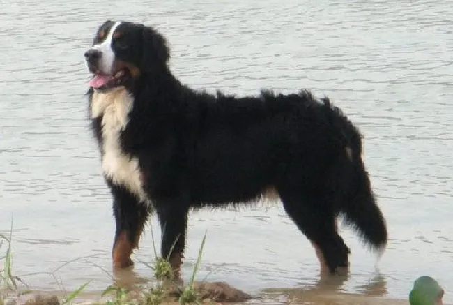 伯恩山犬怎么养健康（伯恩山犬饲养方法）