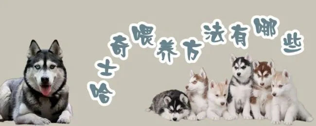 哈士奇喂养方法有哪些