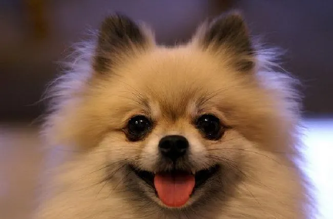 博美犬怎么养（博美犬饲养方法和注意事项）