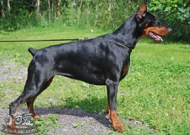 杜宾犬怎么美容（德国杜宾犬美容方法）