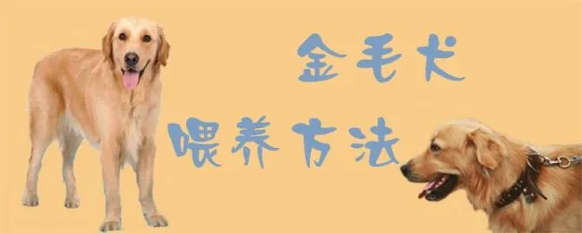 金毛犬喂养方法