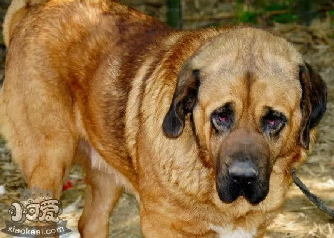 马士提夫犬怎么修剪指甲（马士提夫獒犬剪指甲方法）