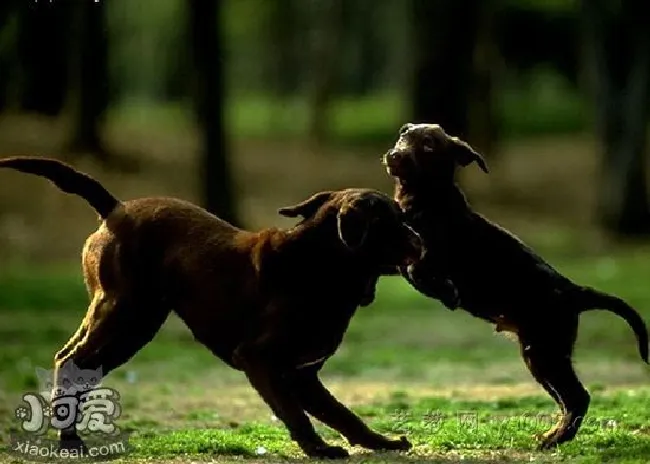 玩具曼彻斯特犬被毛怎么护理（被毛护理小技巧）