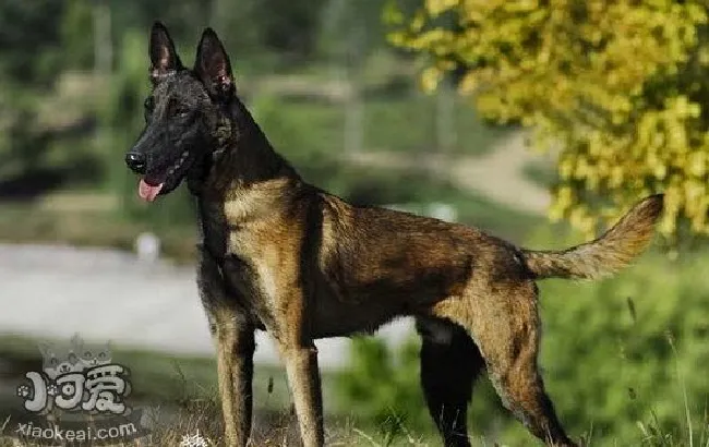 马里努阿犬怎么洗澡（马里努阿犬洗澡注意事项）
