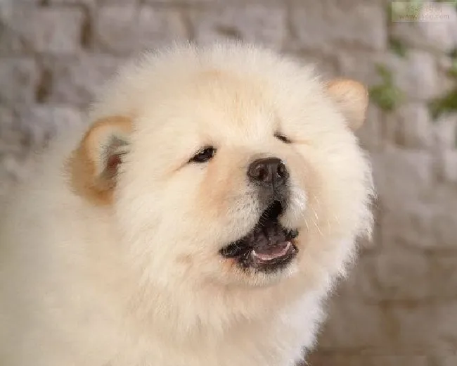 松狮犬怎么喂养（松狮犬喂养方法及注意事项）