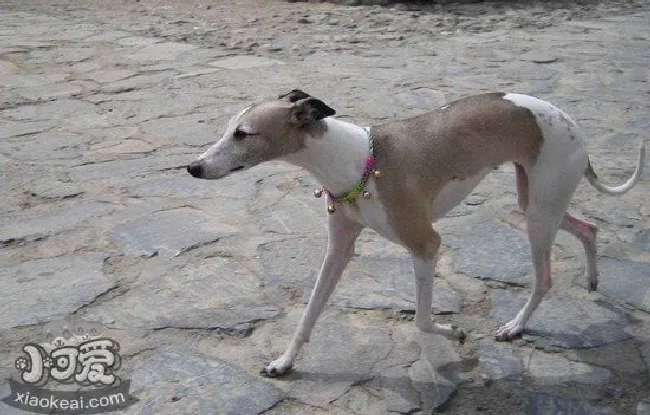 惠比特犬什么食物不能吃（惠比特犬不能吃的食物）