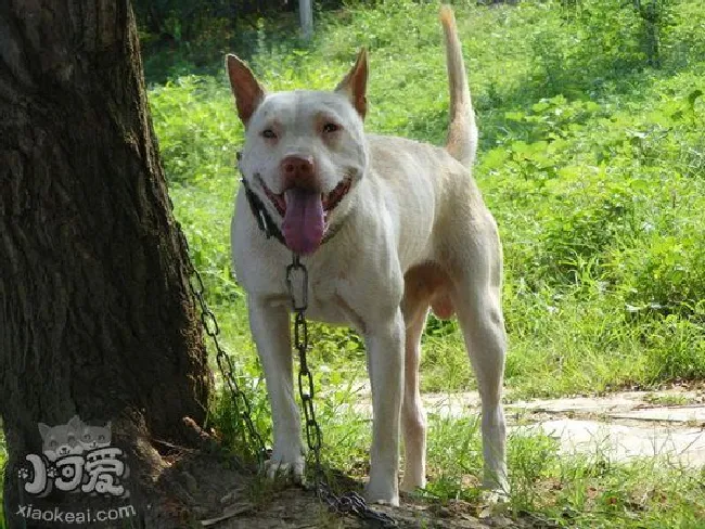 下司犬怎么护理（下司犬日常护理方法）