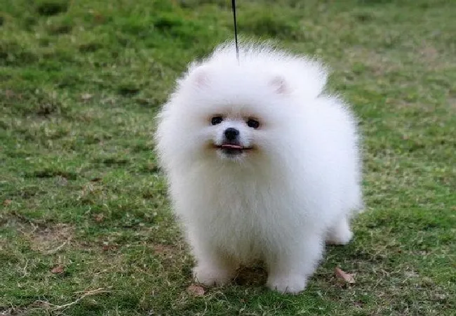 博美犬怎么养（博美犬饲养方法和注意事项）