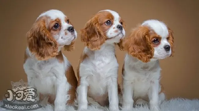 西班牙小猎犬怎么梳毛（西班牙小猎犬梳毛教程）