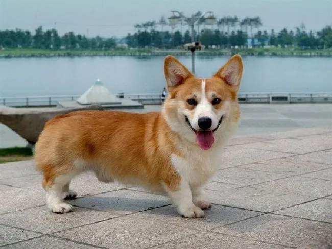 柯基犬怎么养（柯基犬饲养方法）