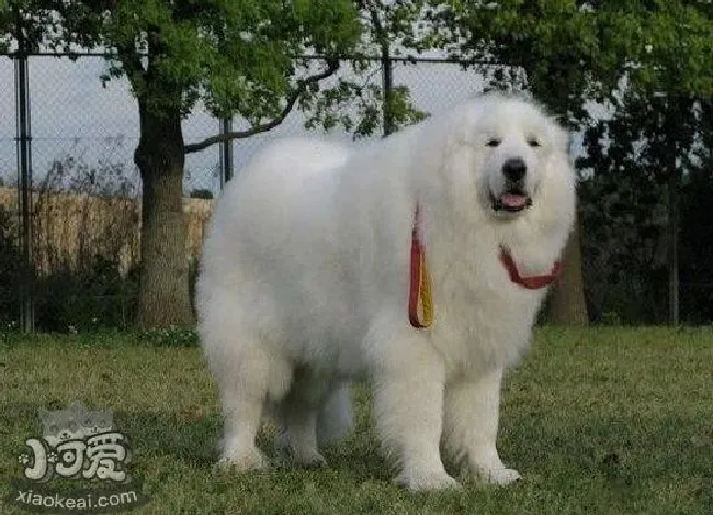 大白熊犬怎么洗澡(大白熊犬洗澡方法)