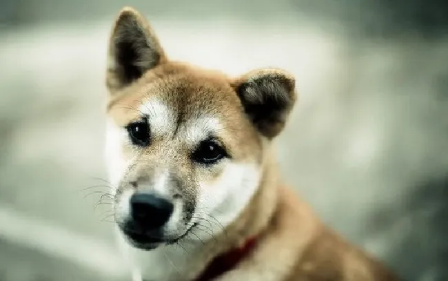 狗狗肠胃不好怎么调理（狗狗肠胃不好调理方法）