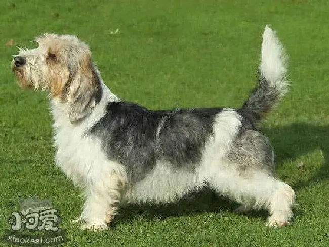 迷你贝吉格里芬凡丁犬指甲修剪方法